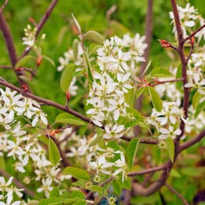amelanchier canadensis