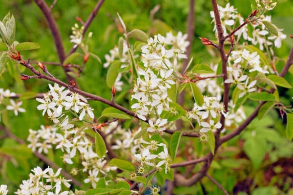 amelanchier canadensis