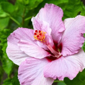 Hibiscus syriacus 'Pinky Spot'
