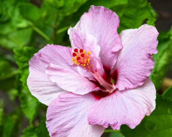 Hibiscus syriacus 'Pinky Spot'