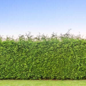 Cupressocyparis leylandii