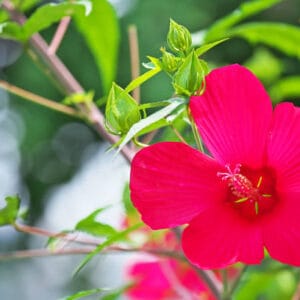 Hibiscus syriacus 'Woodbridge'