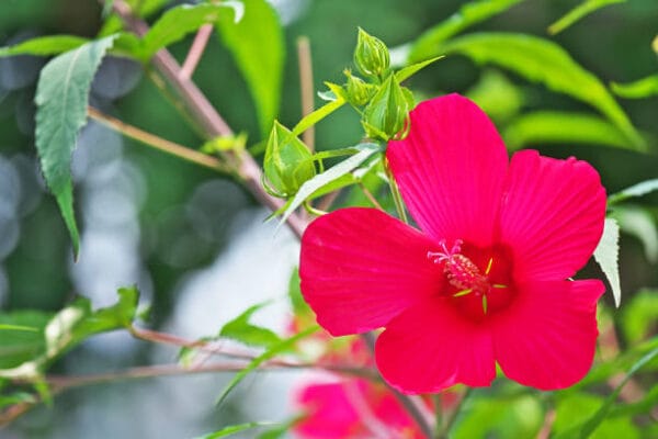 Hibiscus syriacus 'Woodbridge'