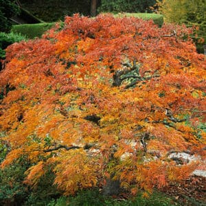 Acer du Japon palmatum 'Shishigashira' (Crispifolium)