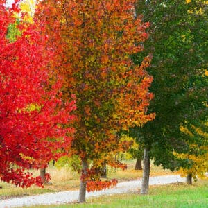 Liquidambar styraciflua
