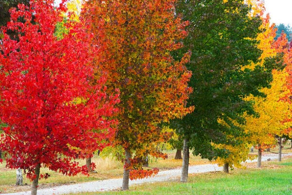 Liquidambar styraciflua