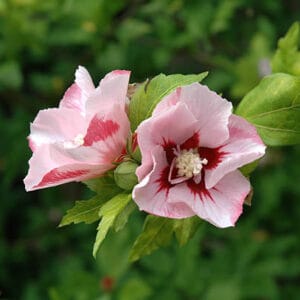 Hibiscus syriacus 'Hamabo'