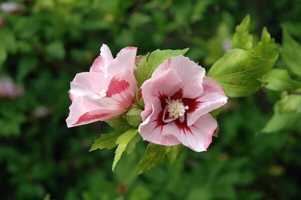 Hibiscus syriacus 'Hamabo'