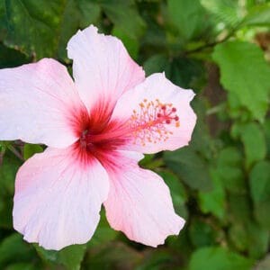 Hibiscus syriacus 'Rosalbane'