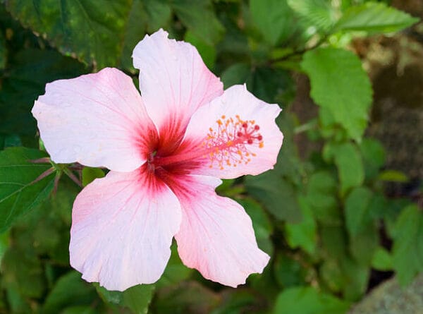Hibiscus syriacus 'Rosalbane'