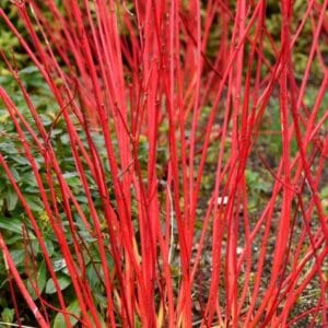Cornus alba 'Sibirica'
