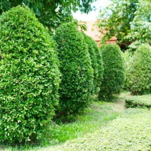 Buxus microphylla 'Faulkner' Cone