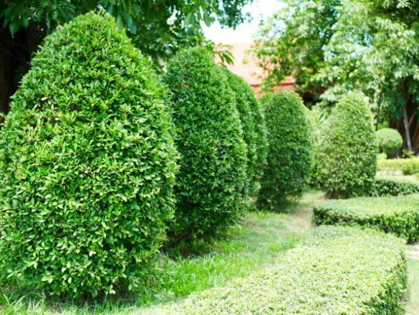 Buxus microphylla 'Faulkner' Cone