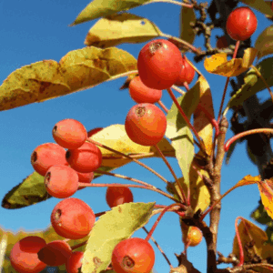 Malus 'Red Sentinel'