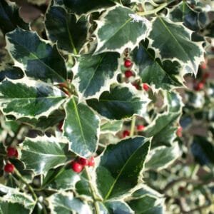 Ilex aquifolium 'Argenteomarginata' ½ tige