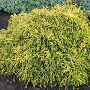 Chamaecyparis pisifera 'Sungold'